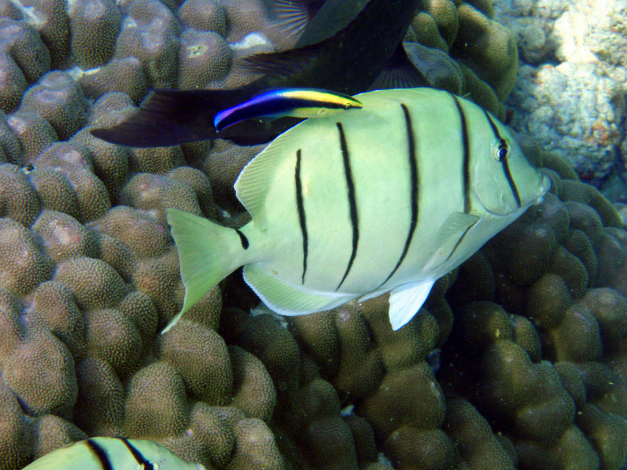 Acanthurus triostegus